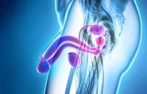 Reproductive system male, medical concept.