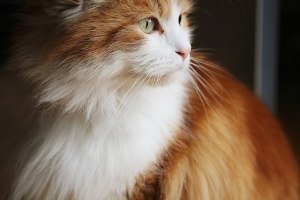 Schnurhaare_einer_Katze